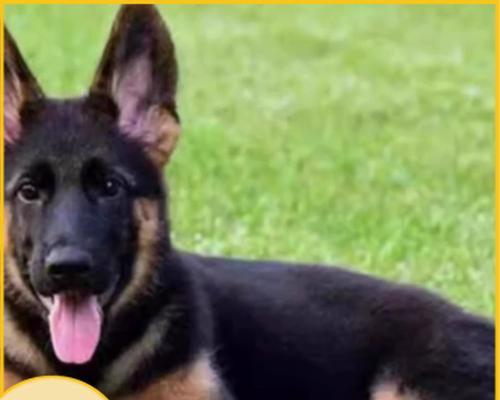 为什么德牧是警犬的主要选择？（德牧在警犬领域的独特优势）