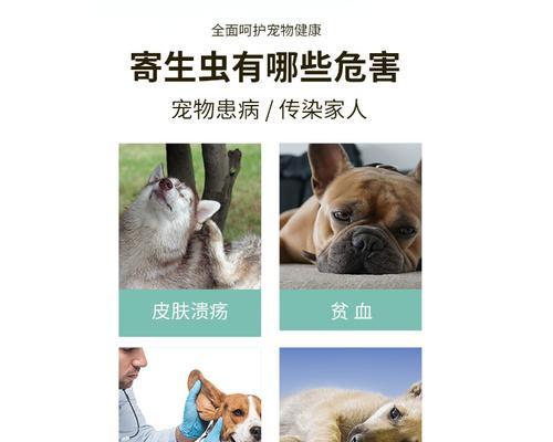 小狗为什么容易长虱子？（探究小狗长虱子的原因及防治方法）