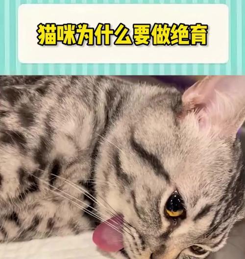 为什么要给猫咪进行节育手术？（控制猫咪数量，保护它们的健康与幸福）