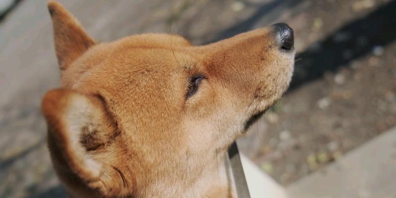 为什么我家田园犬掉毛很严重？（探究掉毛原因，有效减少田园犬掉毛的方法）