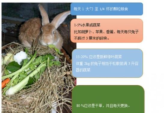 以垂耳兔两个月吃什么为主题的饲养指南（了解垂耳兔的饮食需求，给它们提供适当的营养和关爱）