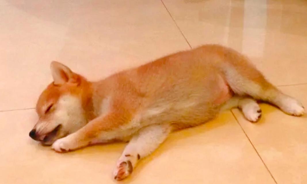 为什么狗狗吐水不进食？（探究狗狗吐水不进食的原因及解决方法）