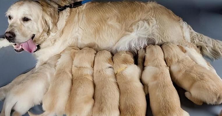 狗狗怀孕前期症状解析（了解狗狗怀孕前期症状，呵护它们的健康）