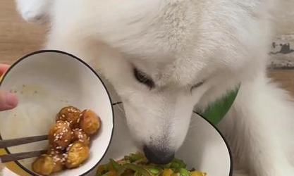 一月萨摩耶的饮食宝典（了解如何为你的萨摩耶提供均衡的饮食）
