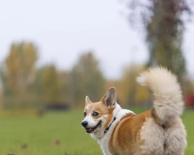 不同品种狗狗尾巴的长度（探索不同犬种尾巴的差异及其意义）