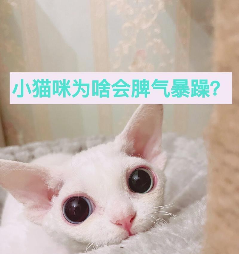 为什么我家猫喜欢咬人？（探索猫咬人的原因及解决方法）