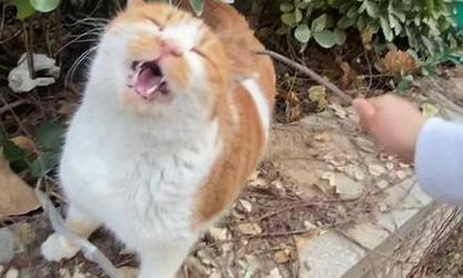 猫咪挠痒的原因解析（揭秘猫咪为何喜欢挠痒、）