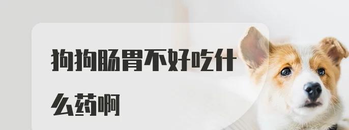 狗流产后的饮食注意事项（为您的狗狗提供健康的饮食）