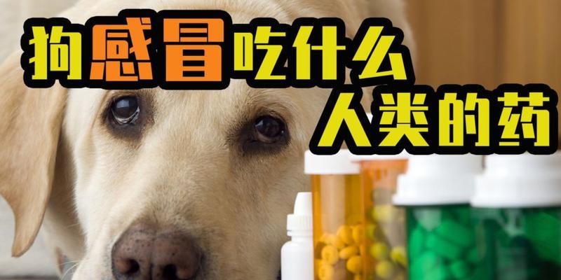 狗狗退烧的饮食方案（狗狗退烧吃什么才能快速缓解体温上升的不适感？）