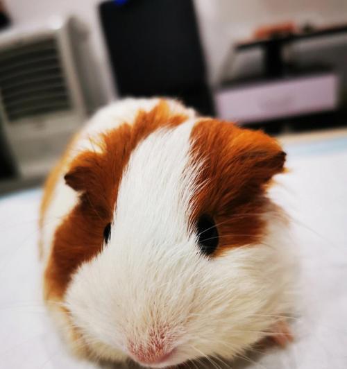 荷兰猪的价值及其在养殖业的应用（荷兰猪的营养价值和商业价值探究）