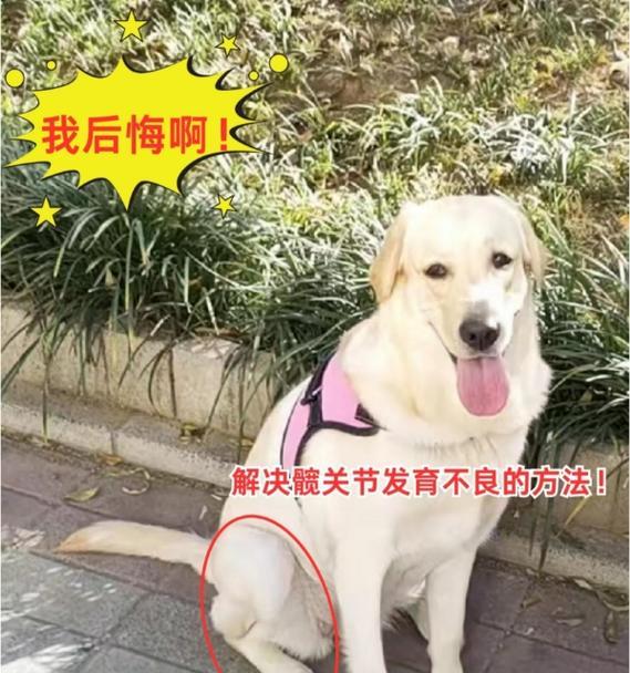狗狗发育症状（探索狗狗发育中常见症状，为你的宠物提供关怀与支持）