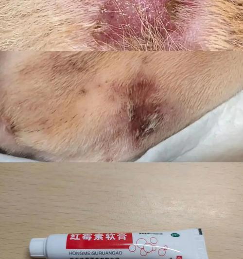 治疗脓皮病宠物的药膏选择（了解脓皮病，选择适合的药膏）