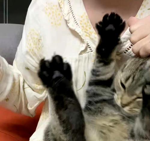 探究家猫攻击人的原因（揭示家猫攻击行为的背后原因）