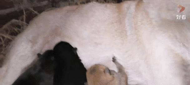 母狗即将分娩的表现及注意事项（了解犬类妊娠期的主要特征及保健要点）