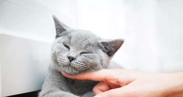 猫的呼噜声的神奇作用（探索猫呼噜声的好处及其康复效果）