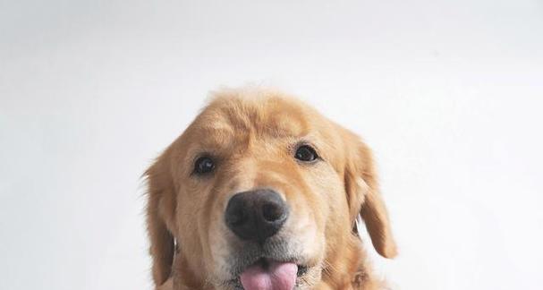 金毛犬的发育时期及（了解金毛犬的生长过程，掌握发育时期的关键信息）