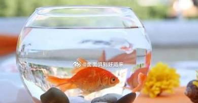 养鱼水中的讲究（了解关键要素，让你的鱼儿健康快乐）