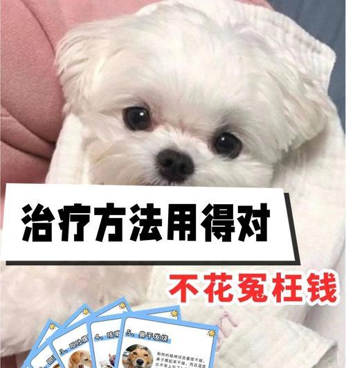 狗狗退烧后如何选择合适的食物？（了解狗狗退烧后的饮食需求及注意事项）