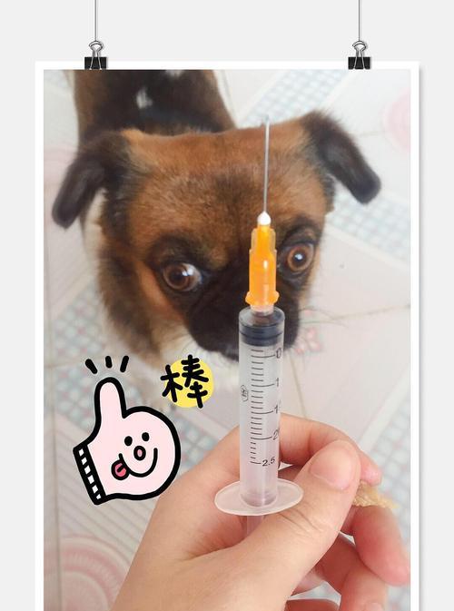 狗狗疫苗的常见症状及预防措施（疫苗接种后狗狗可能出现的反应及如何应对）