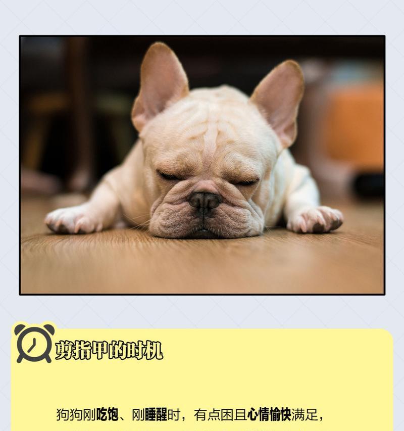狗狗为什么会吃自己的指甲？（探讨狗狗咬指甲行为的原因和解决方法）