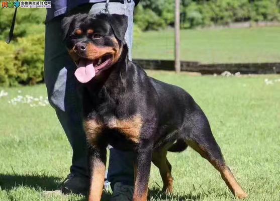 以罗威纳犬常见疾病及防治措施（探究以罗威纳犬容易患哪些疾病以及如何预防）