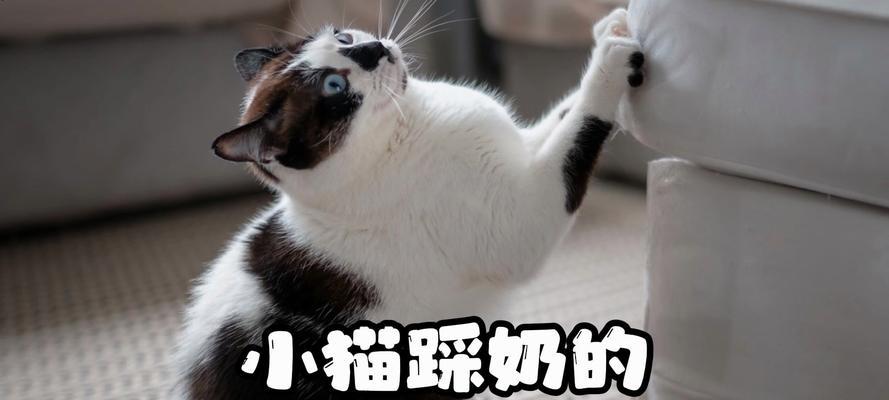 揭秘小猫为什么不会踩奶（探究小猫行为背后的奥秘）