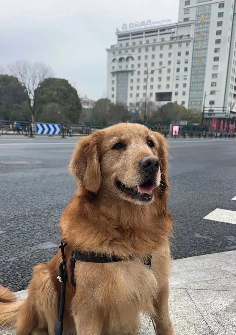 以假金毛幼犬的可爱模样（迷人的外表与温顺的性格）