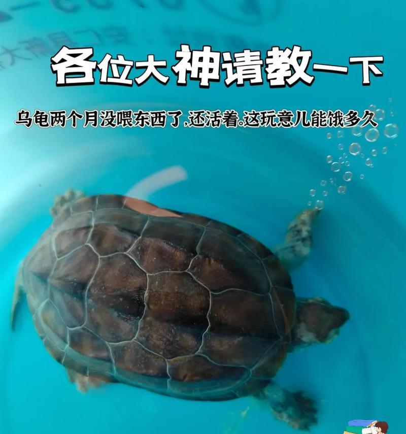 乌龟饮食指南——如何正确喂养你的乌龟（乌龟食物种类、数量和频率以及其他饮食注意事项）