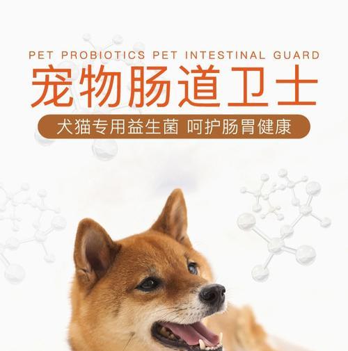 老年狗狗便秘的治疗方法（药物是关键，但不可忽视的还有这些）