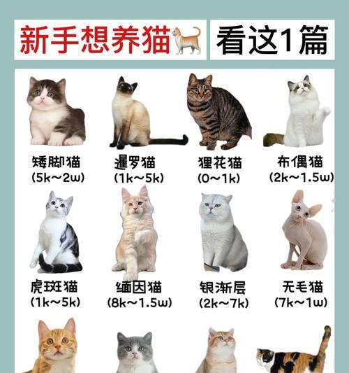 新手养宠物指南（以新手养什么宠物为主题，为你提供宠物选择建议）