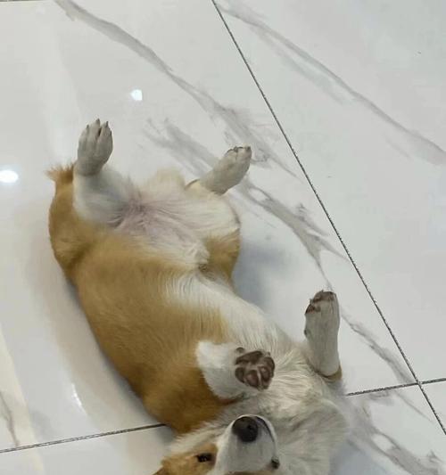 狗狗脑炎（揭秘引发狗狗脑炎的关键因素与治疗方法）