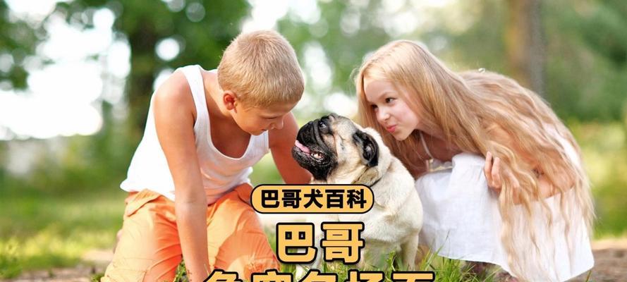 狗狗争宠的原因及解决方法（为什么狗狗会争宠？如何处理狗狗争宠的问题？）