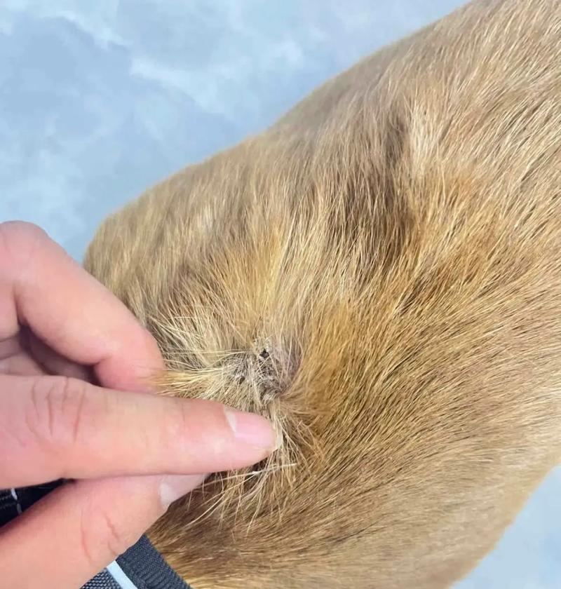 频繁洗澡对狗的危害（给狗洗澡需谨慎，关注狗健康）