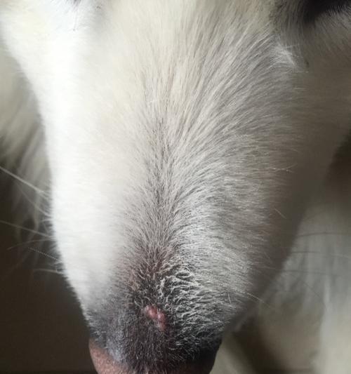 狗狗脸上长疙瘩的原因及处理方法（解析狗狗脸上疙瘩形成的原因以及有效的处理方法）