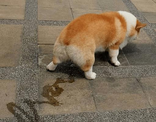 狗狗尿黄绿，该怎么办？（狗狗尿黄绿可能的原因与治疗方法）