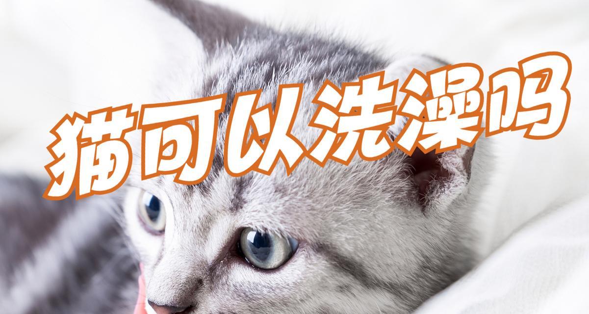 小猫洗澡的正确方法（宠物养护指南，小猫的清洁之道）
