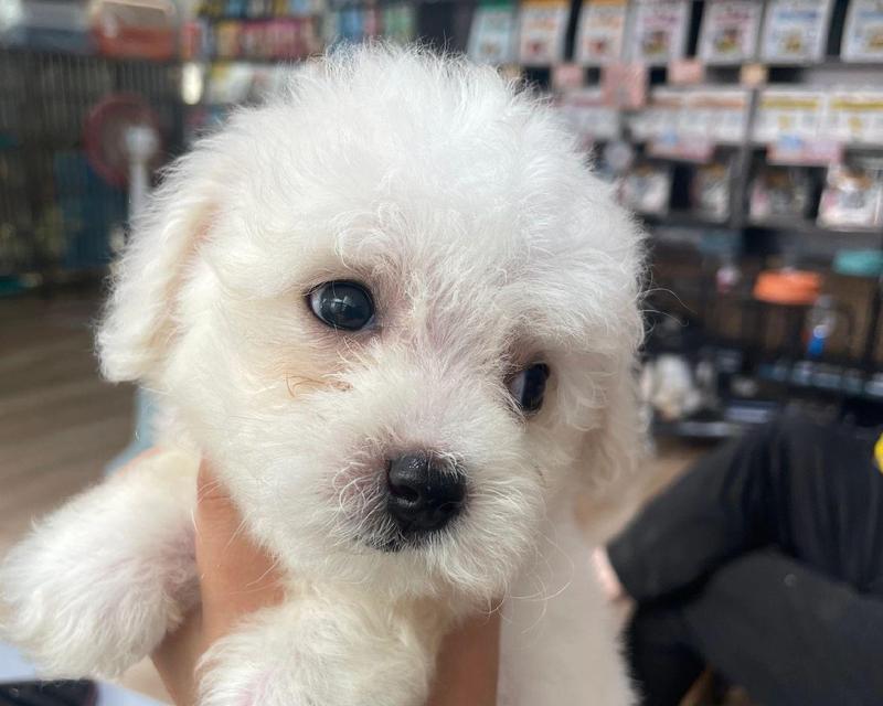 比熊犬为什么容易感染细小病毒？（探究比熊犬感染细小病毒的原因和预防方法）