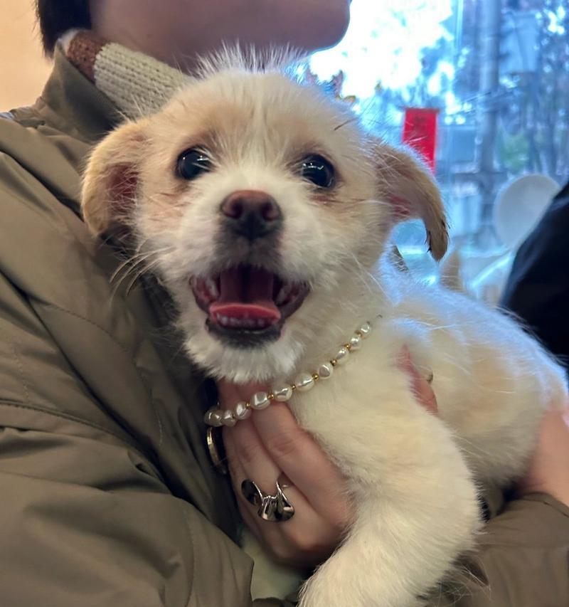 探寻梗犬之趣——解析为何以梗犬为主题（揭秘梗犬的独特魅力与人类情感共鸣）