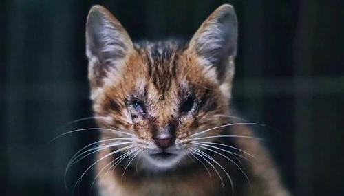 猫咪的突然失明原因揭秘（探寻猫咪失明背后的关键因素）