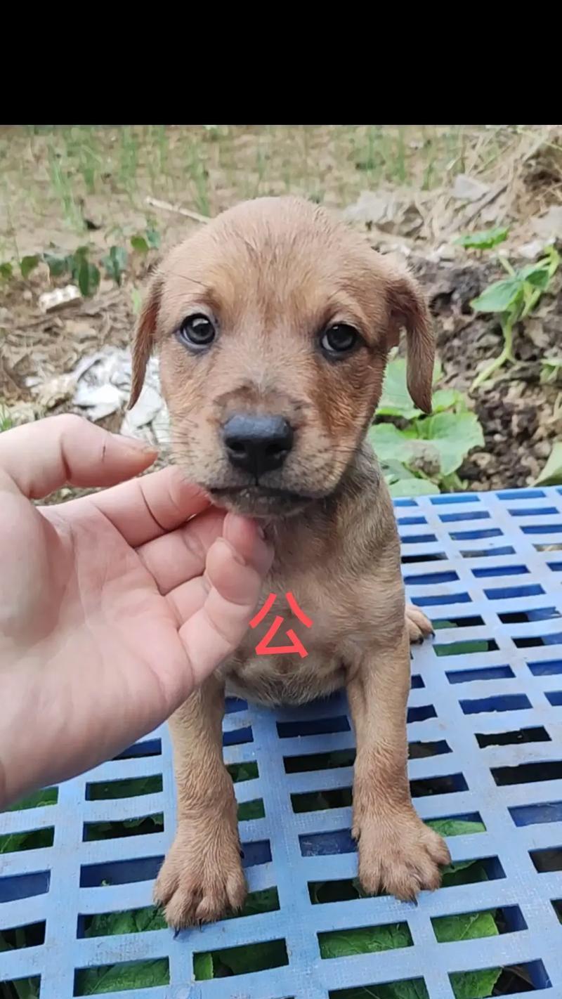 梗和犬的区别揭秘（探索梗犬的起源和特征）