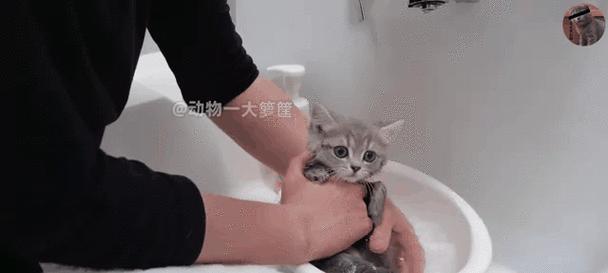 小猫什么时候能洗澡？（小猫洗澡的适宜时机和注意事项）