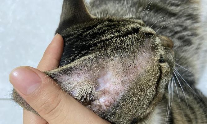 小猫长癣的症状与治疗（了解小猫长癣的常见症状，及时治疗保护宠物健康）