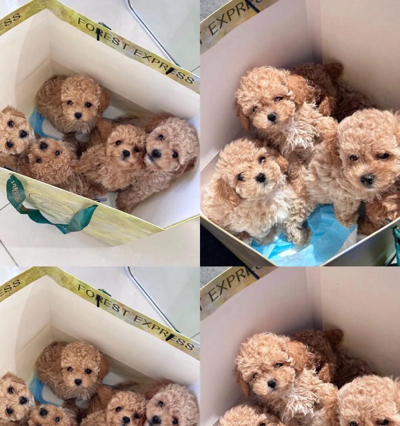 可爱泰迪（以泰迪生下来什么颜色的可爱宝宝？探索泰迪狗独特的毛色遗传基因）