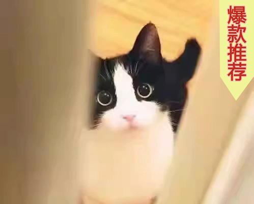 猫咪（发掘猫咪独特的捕鼠技能）
