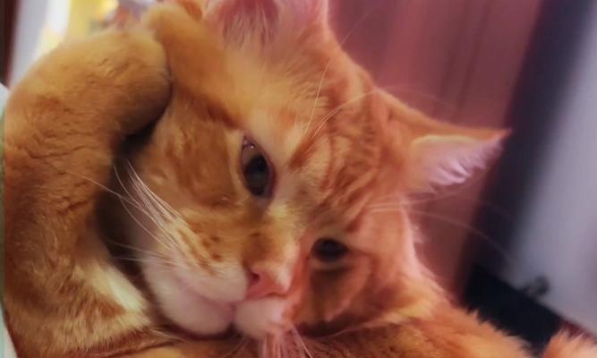 猫咪为什么舔毛还咬？（探究猫咪舔毛和咬的原因及意义）