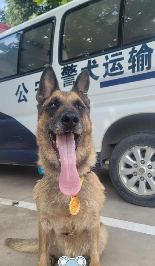 警犬的培训与应用（以德国牧羊犬为主题的警犬培训及应用案例）
