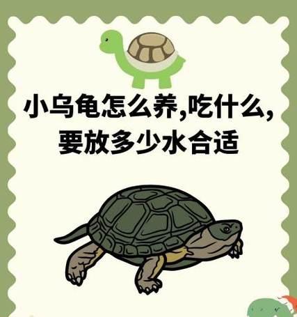 小鸟龟的饮食习性和营养需求（探索小鸟龟的食谱和饮食习性）