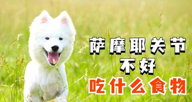 萨摩耶的日常饮食（了解萨摩耶的饮食习惯及如何给予适当的营养）