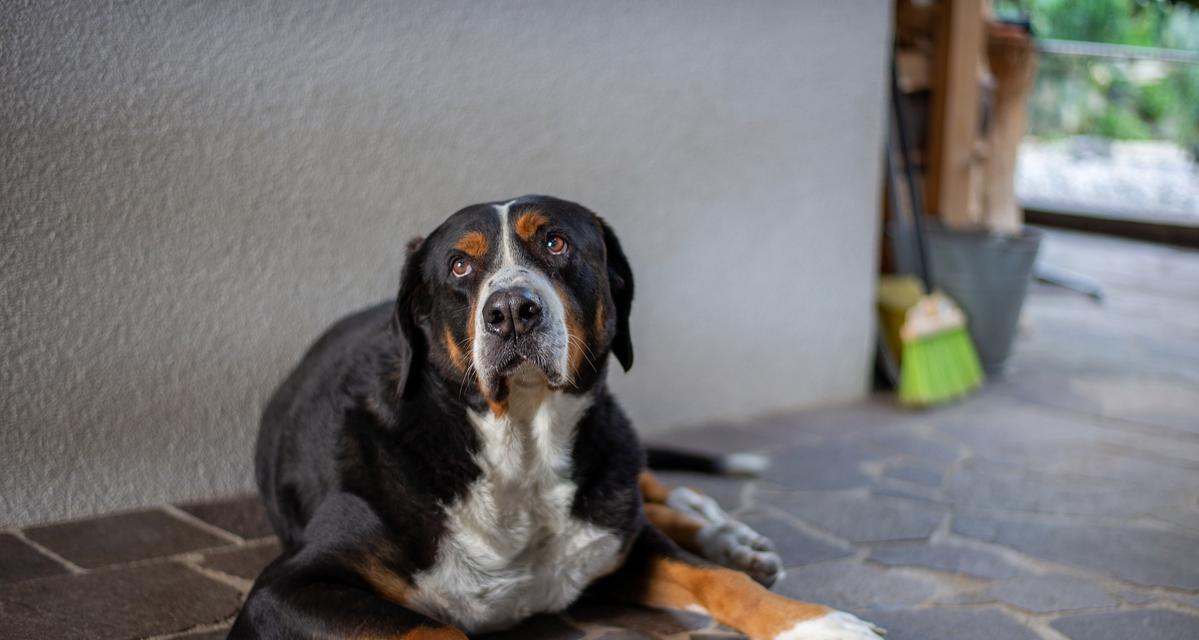 以性格温和、适应性强的比格犬打架厉害又便宜（比格犬——最佳的战斗犬选择）