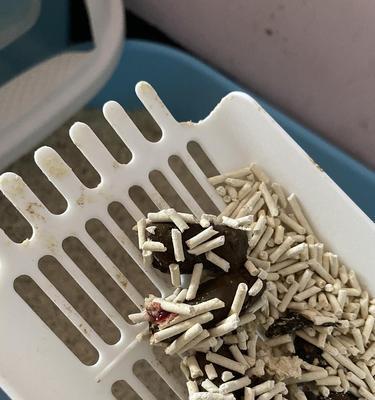 猫咪便血的治疗药物及建议（解决猫咪便血问题的药物和饮食调整方法）